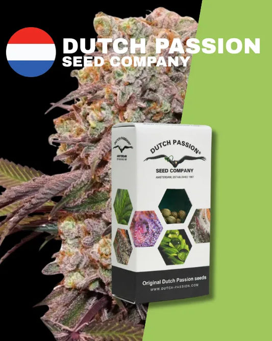 Auto Candy Bubatz XL - Autoflower Samen (Bubble Gum × Critical Orange Punch) | 15 - 20% THC