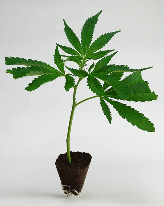 Premium Cannabis Stecklinge Gelato #45 kaufen