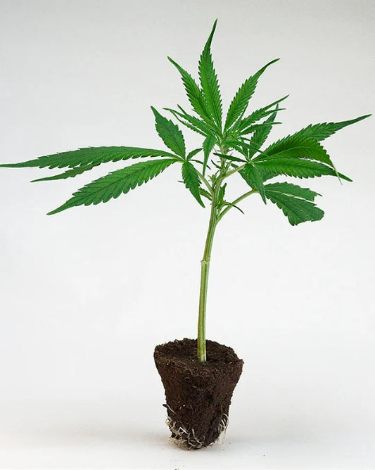 Premium Cannabis Stecklinge Mimosa x Orange Punch