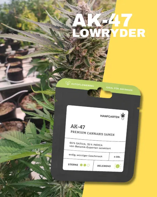 AK-47 Lowry- feminisierte Samen (65% Sativa / 35% Indica) | Autoflower