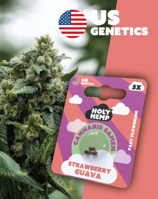 Strawberry Guav Cannabis Samen (Cali Seeds) | Fast-Flowering 20 - 25% THC