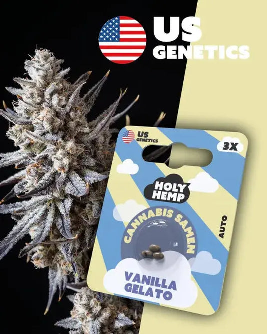 Vanilla Gelato Autoflower Samen mit 25% THC von Holy Hemp