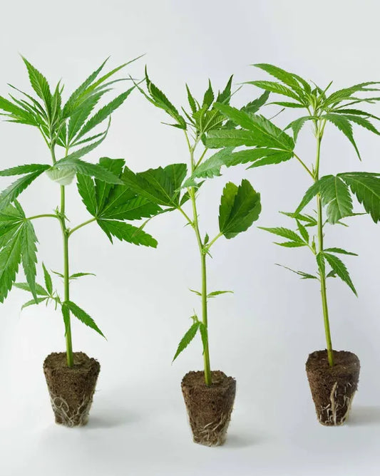 Super Silver Haze Steckling kaufen