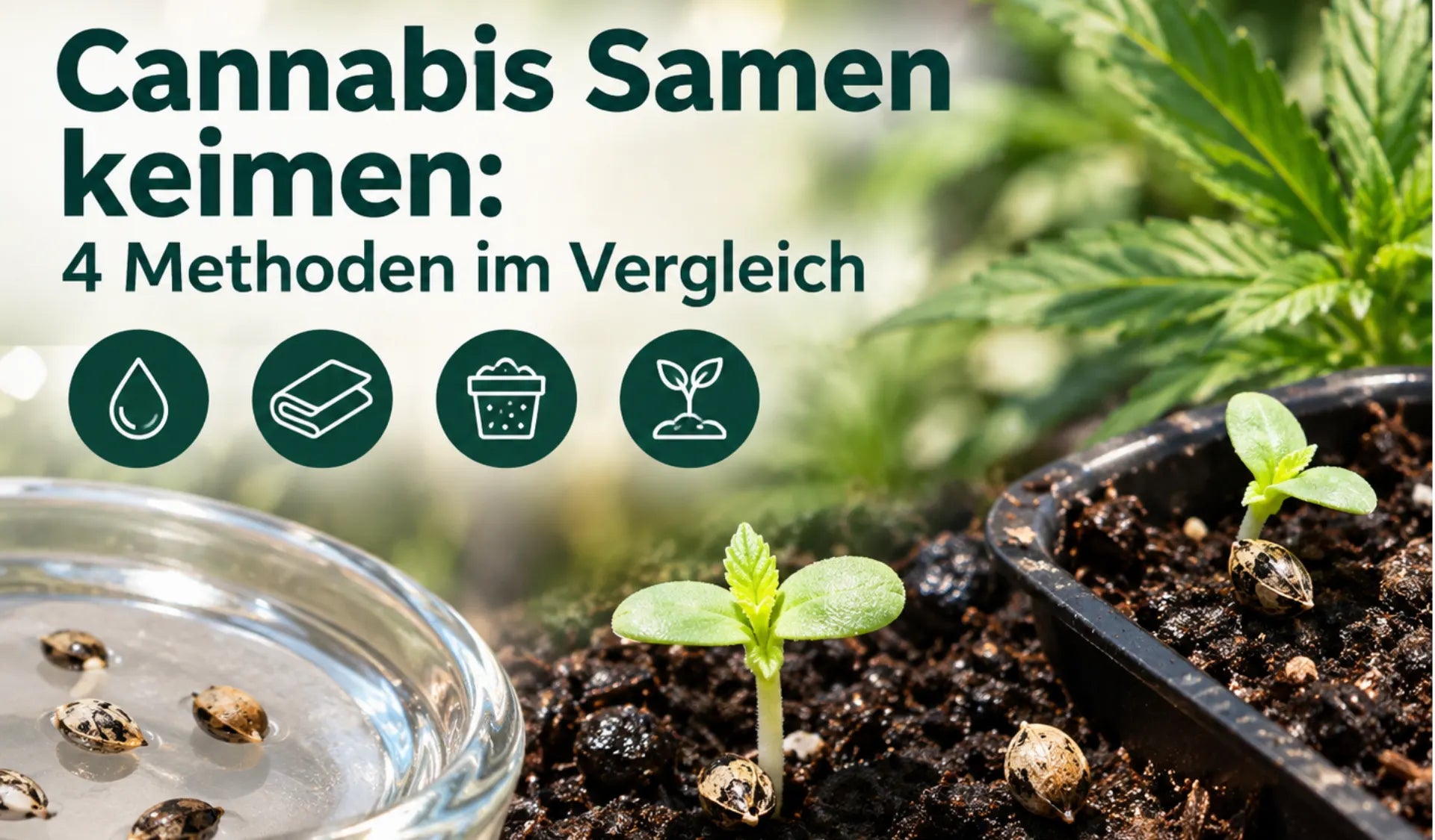 Cannabis Samen keimen: Samen im Wasserglas, Keimling in Erde und Anzuchtschale, vier Keimmethoden im Vergleich
