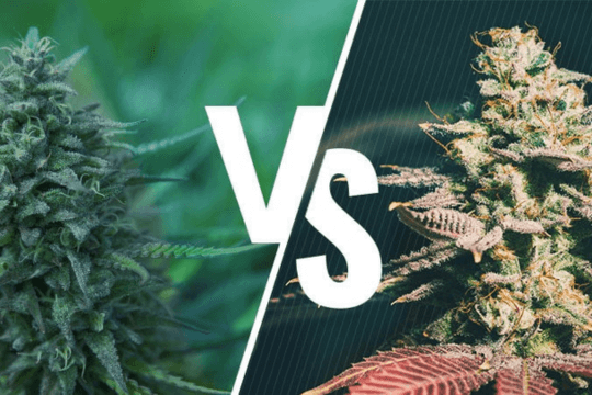 Automatik vs. Normale Cannabis Samen