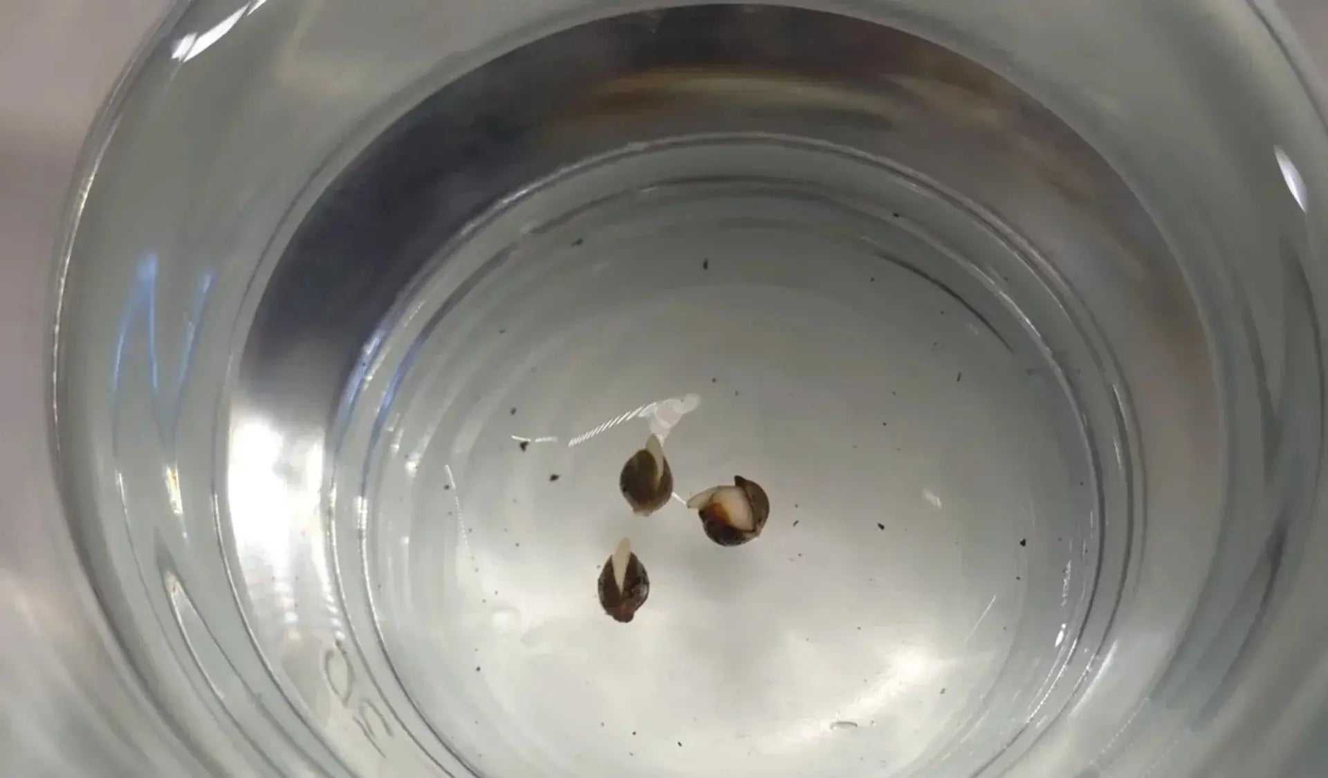 Cannabis anbauen für Anfänger: einfache Anleitung