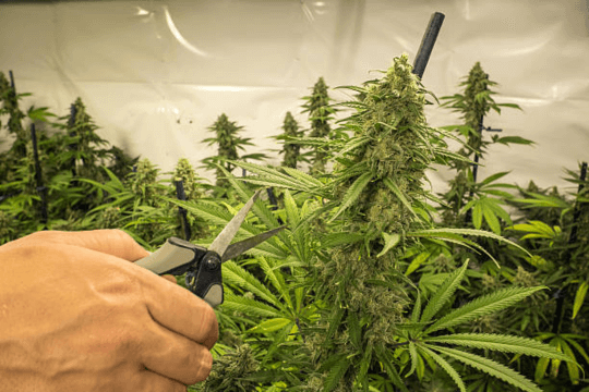 Schritt-für-Schritt-Anleitung: Cannabis zu Hause anbauen