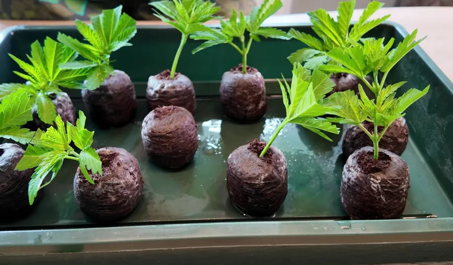 Cannabis Stecklinge bewurzeln: