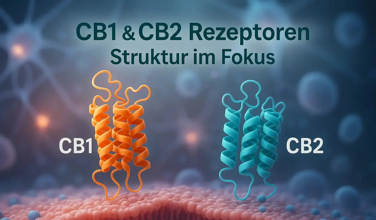 CB1 & CB2 Cannabinoid-Rezeptoren des Endocannabinoid-Systems erklärt