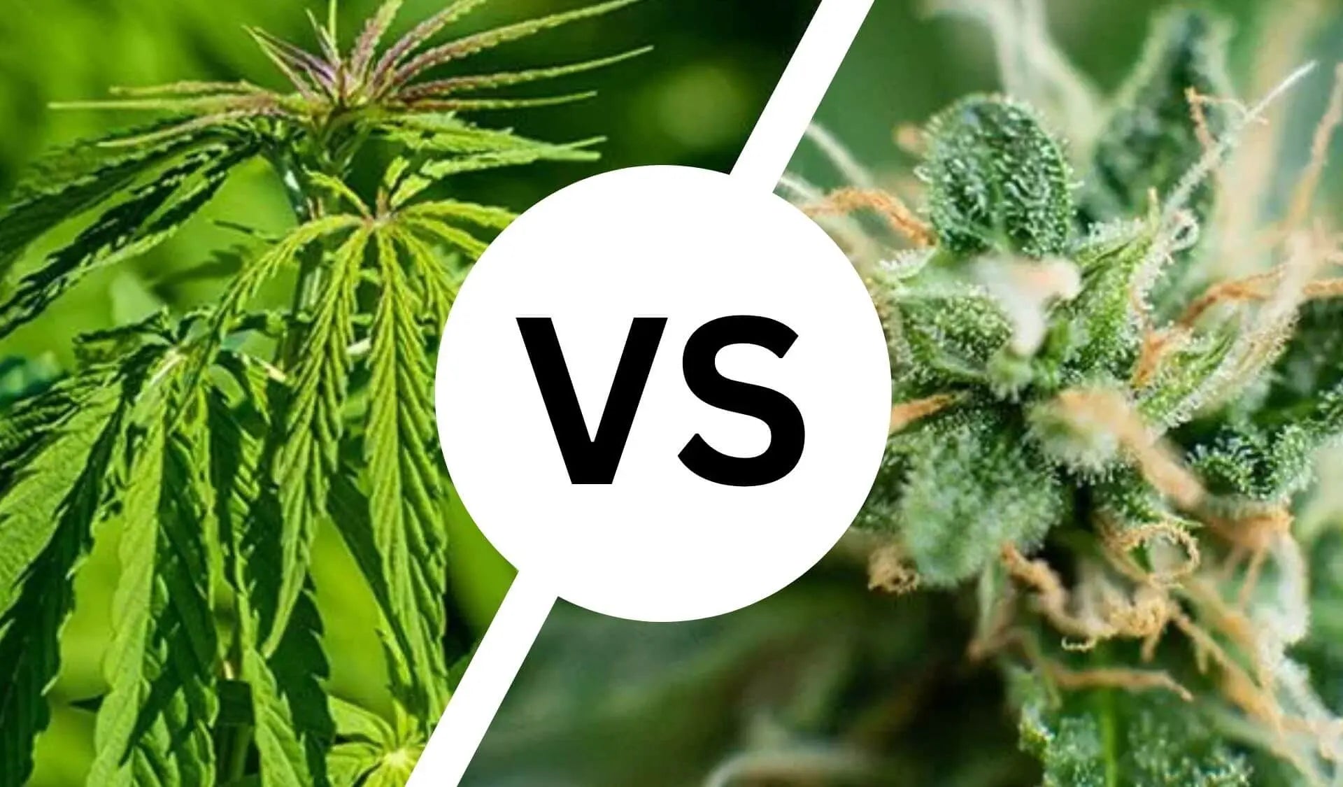 Was ist der Unterschied zwischen THC und CBD?