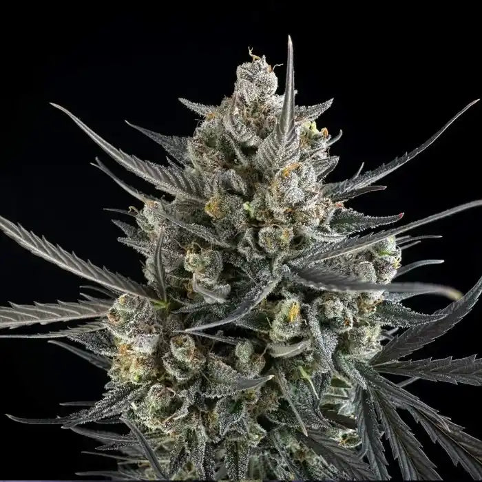 42 Fast Buds Pound Cake Cannabissamen Automatic Bud
