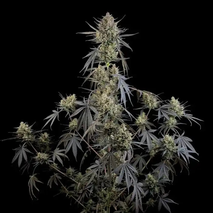 42 Fast Buds Pound Cake Cannabissamen Automatic Pflanze in der Blüte
