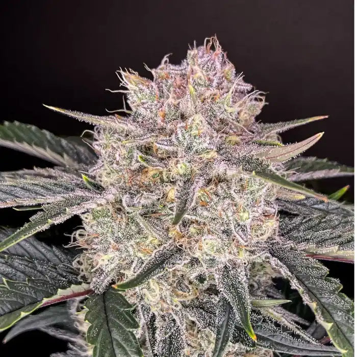 Strawberry Gorilla Auto Pflanze in der Blüte mit harzigen Buds und violett getönten Blättern