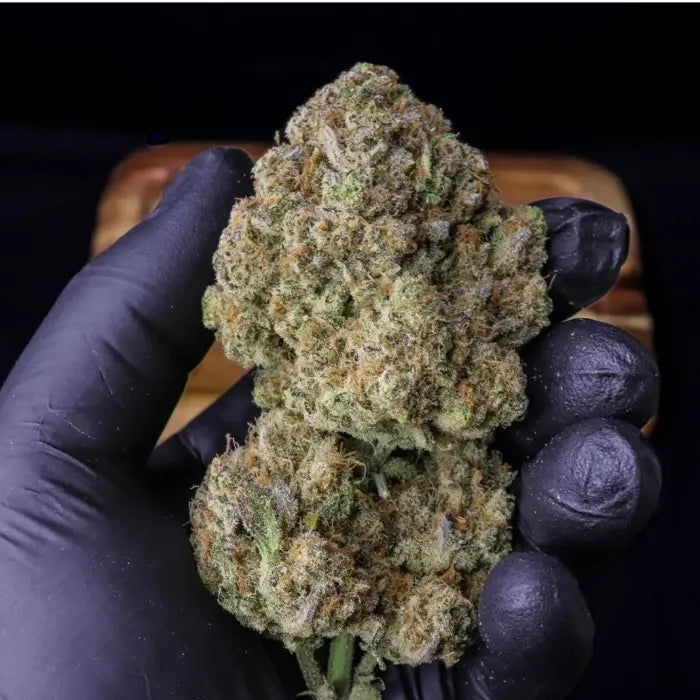Strawberry Gorilla Auto Blüte in einer Hand mit schwarzem Handschuh, dichte Buds mit orangen Härchen