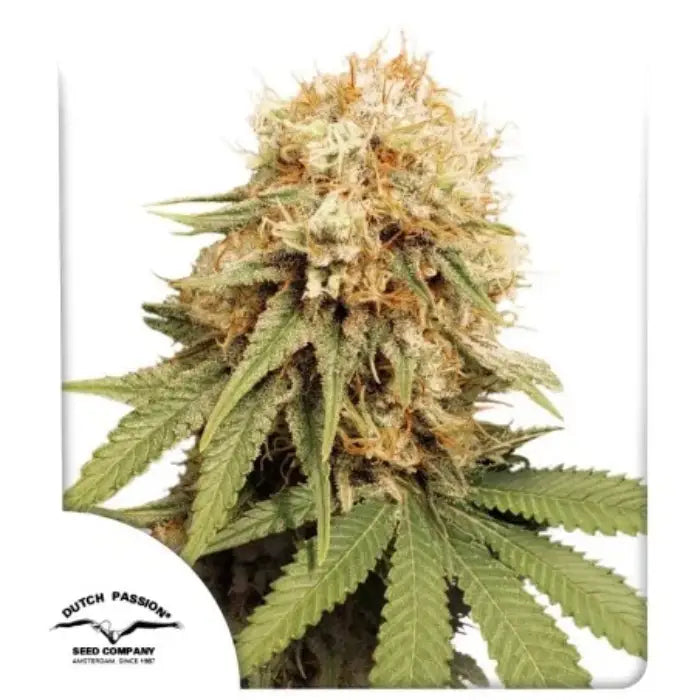 White Widow Cannabispflanze in der Blüte, Sortenbild von Dutch Passion