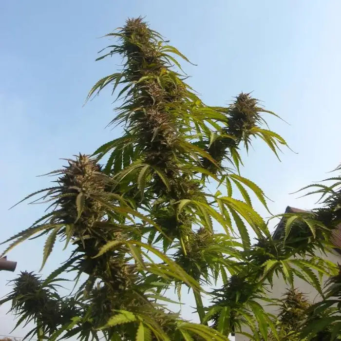 White Widow Pflanze im Outdoor-Anbau, feminisierte Samen von Dutch Passion