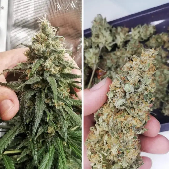 Amsterdam Amnesia Blüte in der Hand, frisch an der Pflanze und getrocknet