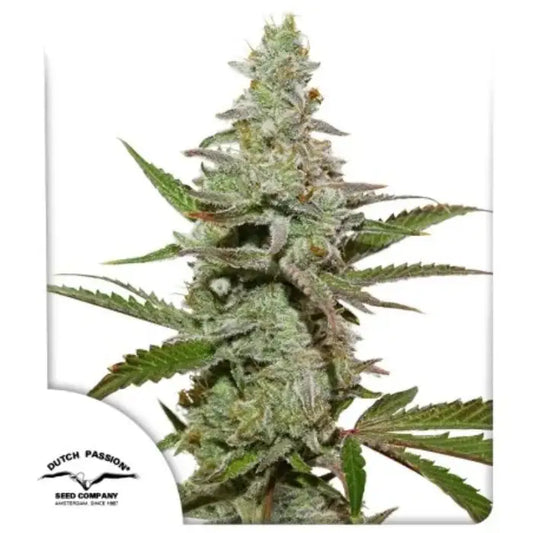 Amsterdam Amnesia Cannabispflanze in der Blüte, Sortenbild von Dutch Passion