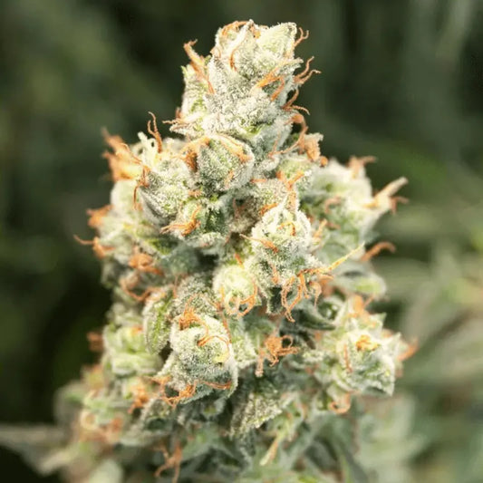 Auto Orange Bud von Dutch Passion Blüte Nahaufnahme