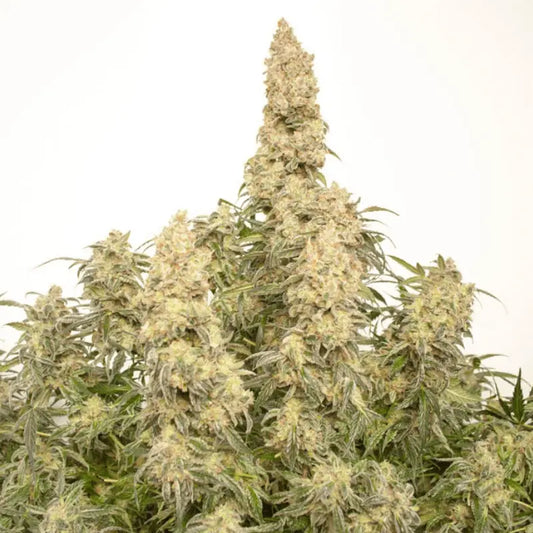 Über Auto Orange Bud® Cannabis Pflanze