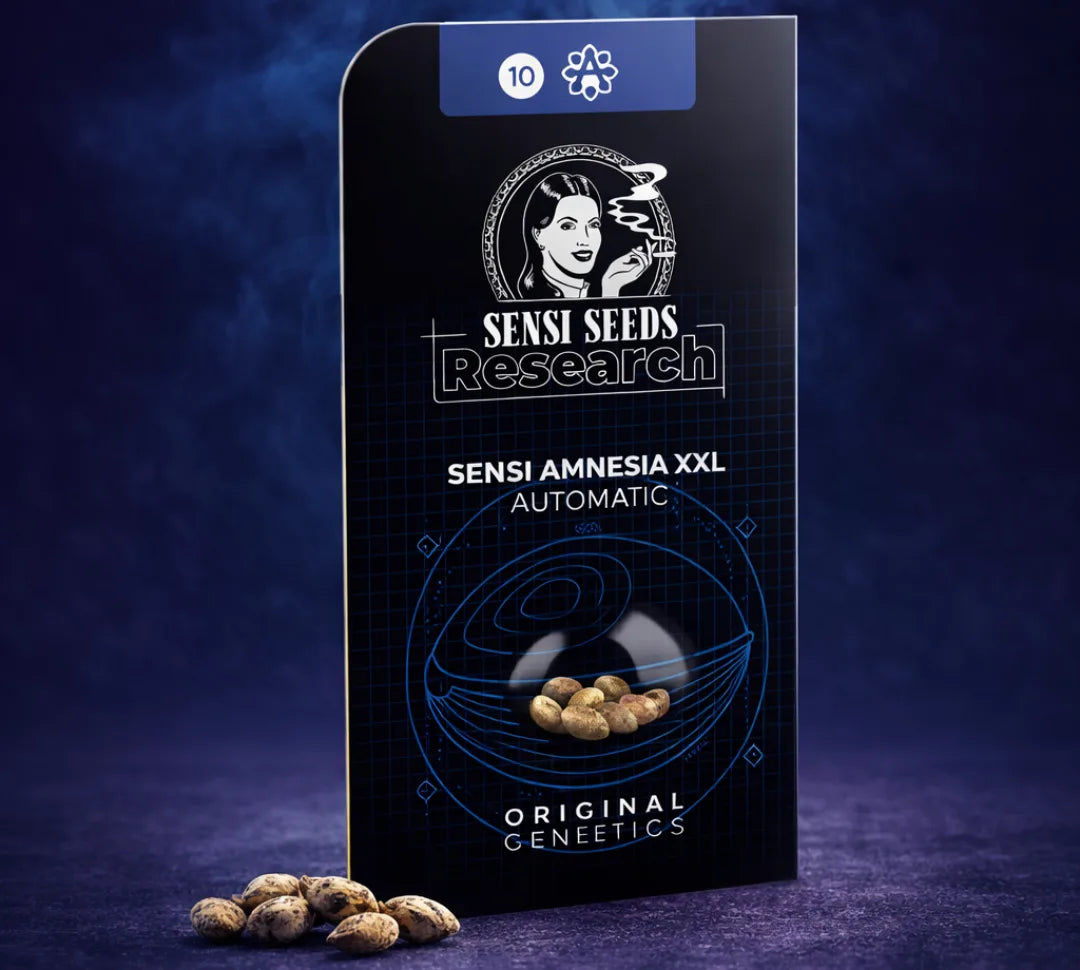 Autoflower Cannabis Samen Sensi Amnesia XXL Automatic