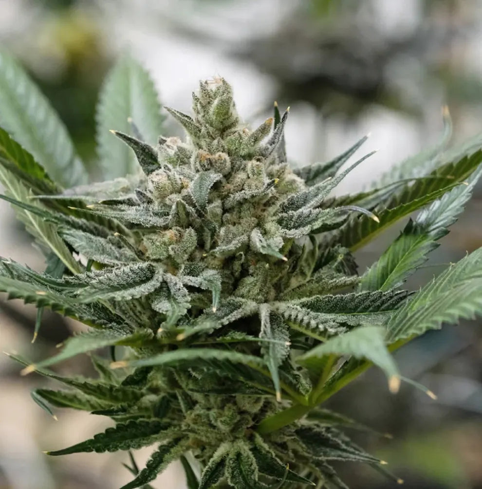 Blueberry Bubba Fast Flowering - dichte, stark beharzte Blüte mit weißen Trichomen und sattgrünen Blättern im Indoor-Anbau