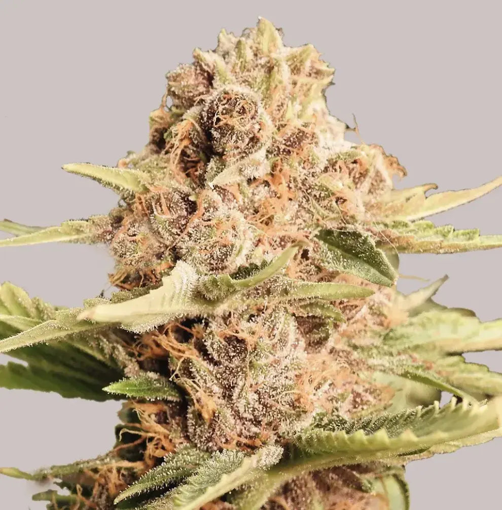 Cannabis Blüte Girl Scout Cookies Nahaufnahme