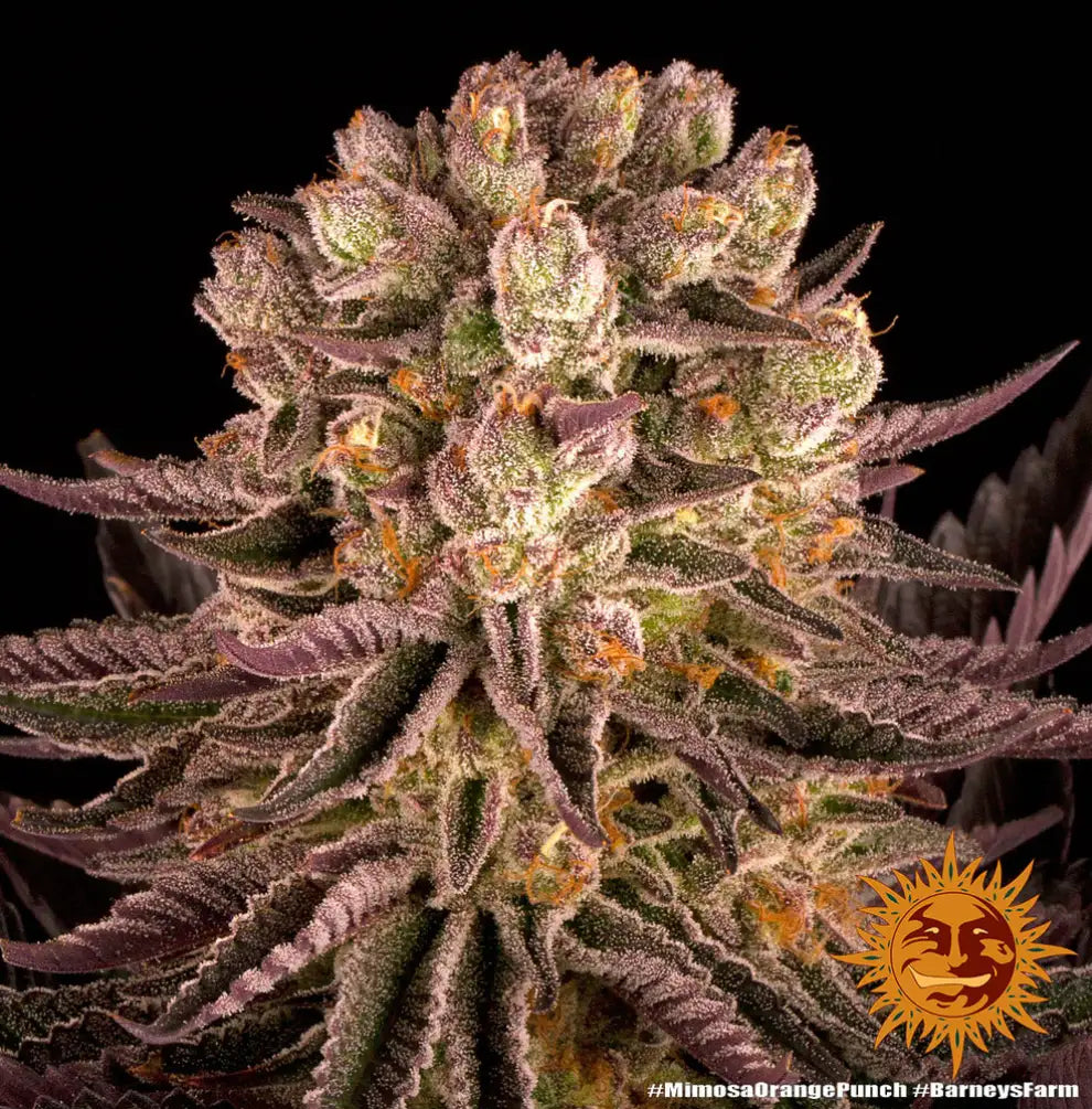 Black Cherry Punch Pflanze violette Blueten Nahaufnahme