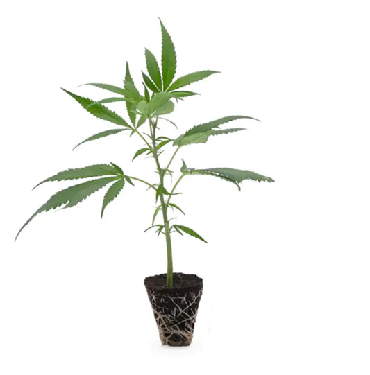Black Cherry Punch Steckling bewurzelt ca. 15 cm – feminisierter Cannabis-Klon EU-Anbau