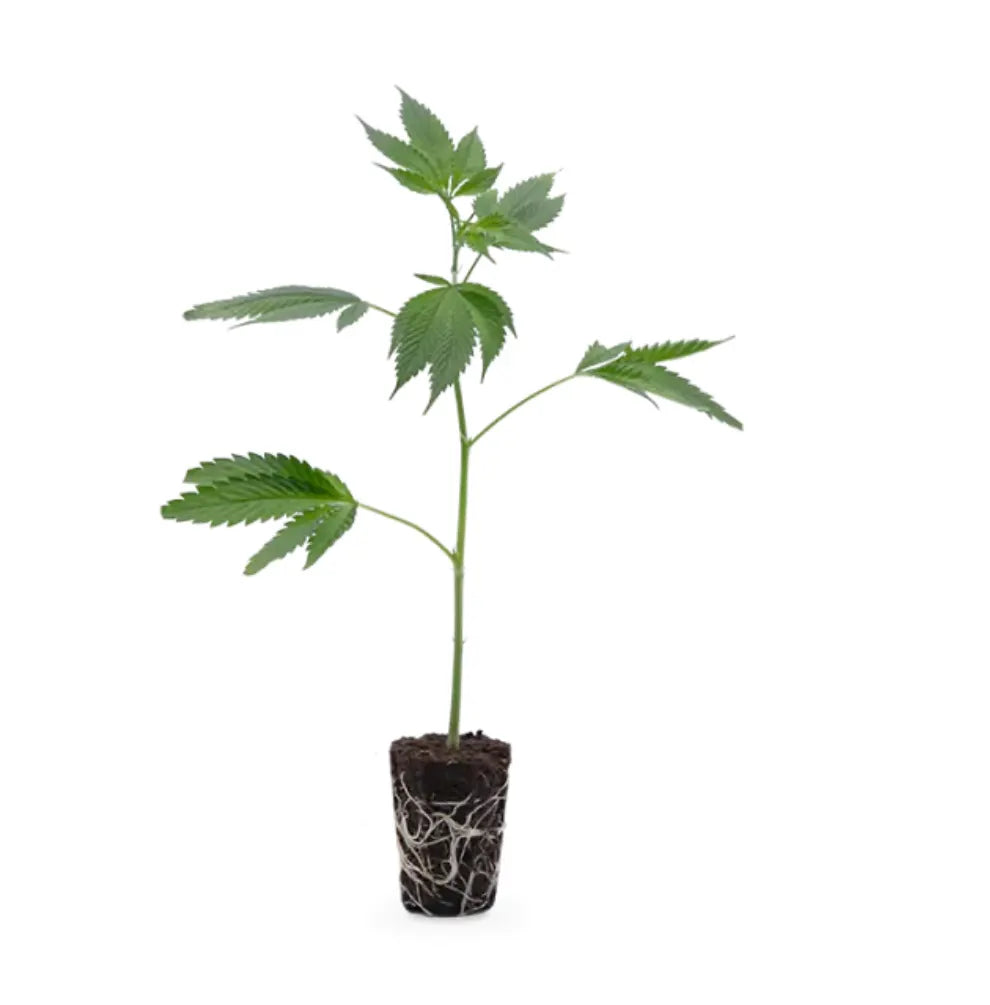 Girl Scout Cookies Steckling bewurzelt ca 15cm Hanfgarten EU-zertifiziert KANNOBA kaufen