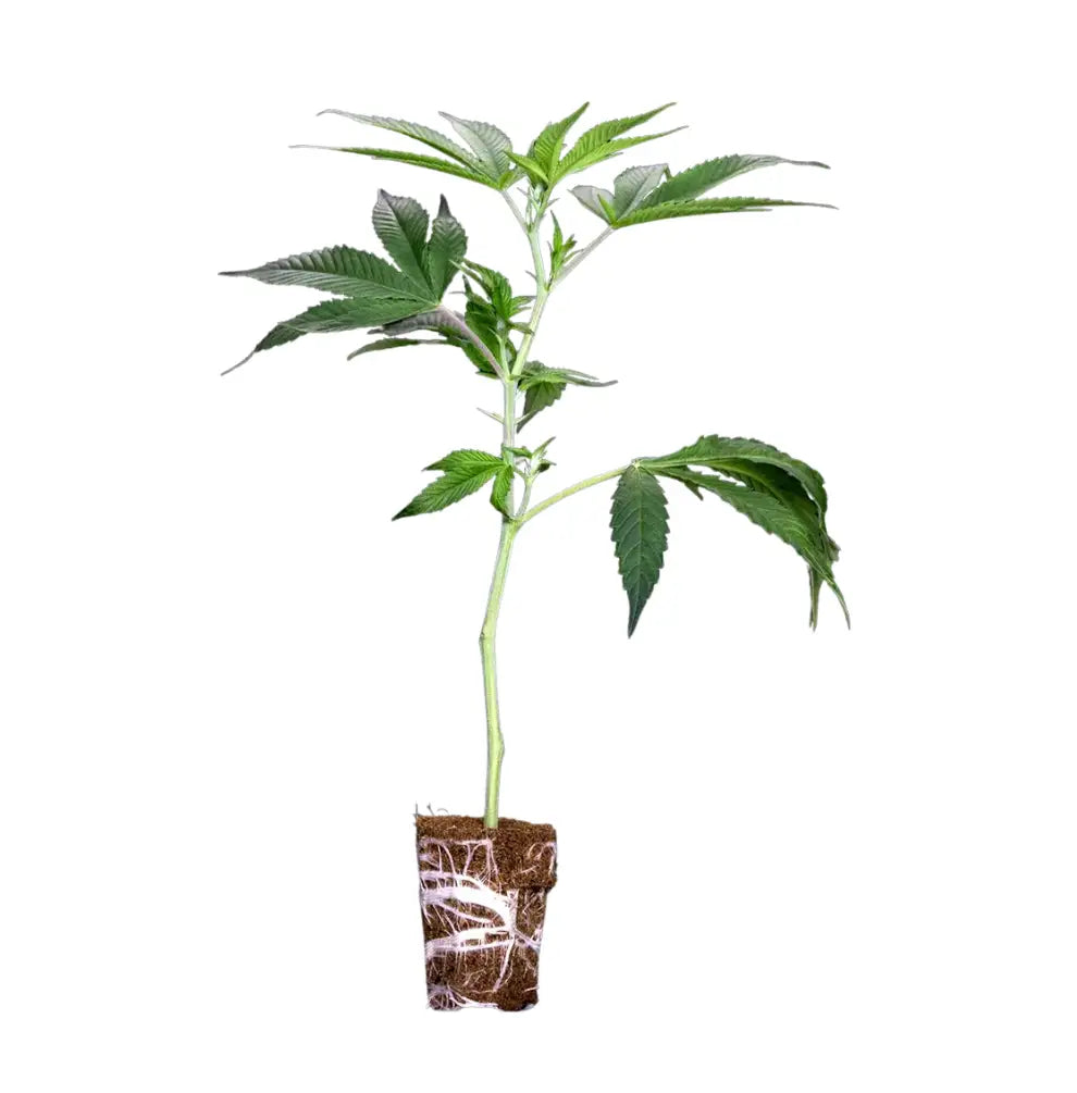 Mimosa Orange Punch Cannabis Steckling bewurzelt ca 15 cm Seitenansicht