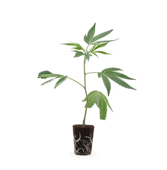 Wedding Cake Stecklinge kaufen THC >24%