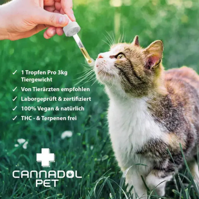 Eine Katze auf einer Wiese schnuppert an einer Pipette mit CBD Öl von Cannadol Pet
