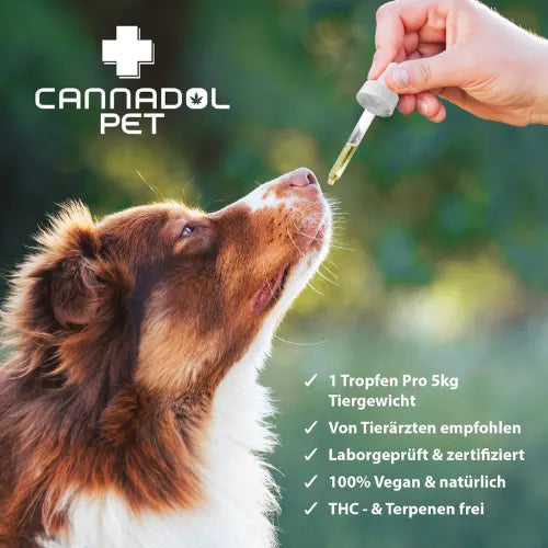 Cannadol Pet 10% Premium CBD Öl für Hunde anwendung