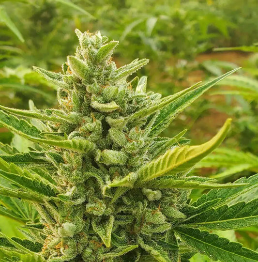 Chocolate Mint OG Auto – dichte, stark beharzte Blüte mit weißen Trichomen und orange Pistillen im Outdoor-Anbau