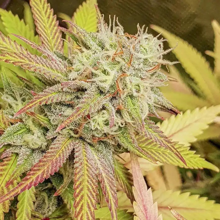 Critical Orange Punch blühende Pflanze, feminisierte Cannabissamen von Dutch Passion