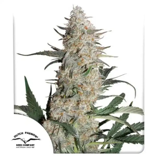 Critical Orange Punch Cannabispflanze in der Blüte, Sortenbild von Dutch Passion