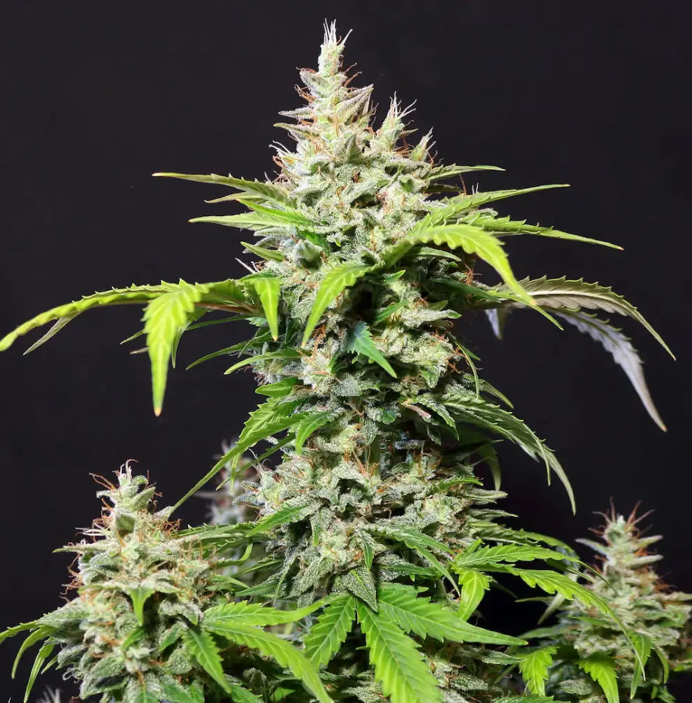 DC Cure 1:1 Pflanze - kompakte Autoflower-Statur mit mehreren Blütenansätzen, dichter Harzbesatz vor schwarzem Hintergrund