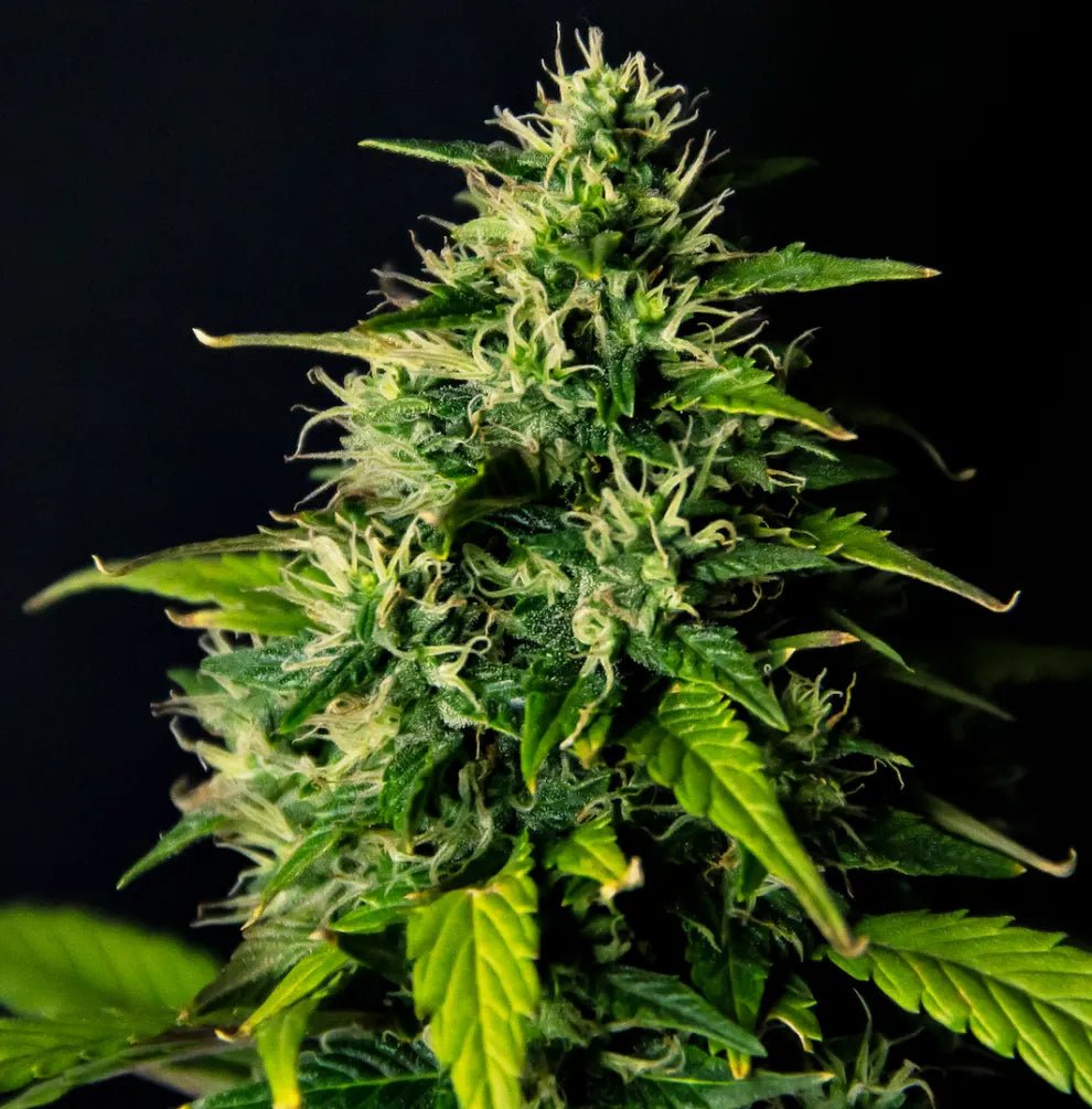 C Cure 1:1 Cannabis Blüte - dichte harzige Buds mit hellen Trichomen und langen weißen Stempeln, Doctor's Choice Autoflower