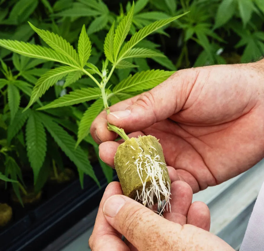 Die Erfolgsstory von KANNOBA