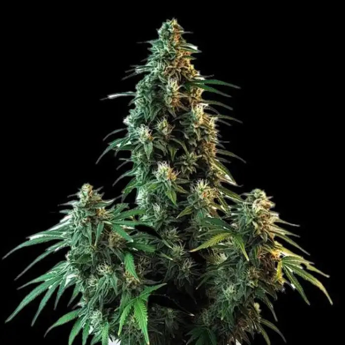 AK-47 Cannabispflanze mit mehreren dichten Blüten und grünen Blättern vor schwarzem Hintergrund, Sortenbild zu Euphoria AK47