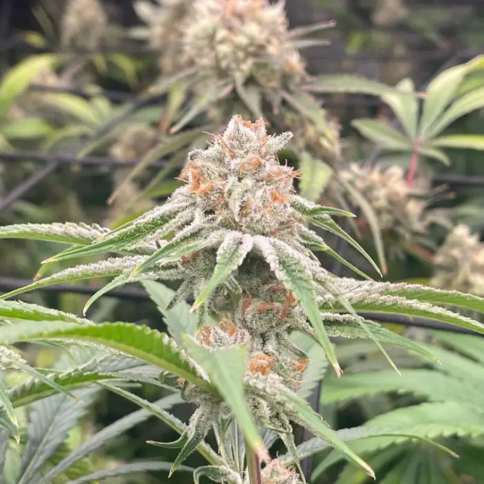 Forbidden Fruit Cannabisblüte mit weißen Harzdrüsen und orangen Härchen zwischen grünen Blättern, Sortenbild zu Euphoria Forbidden Fruit