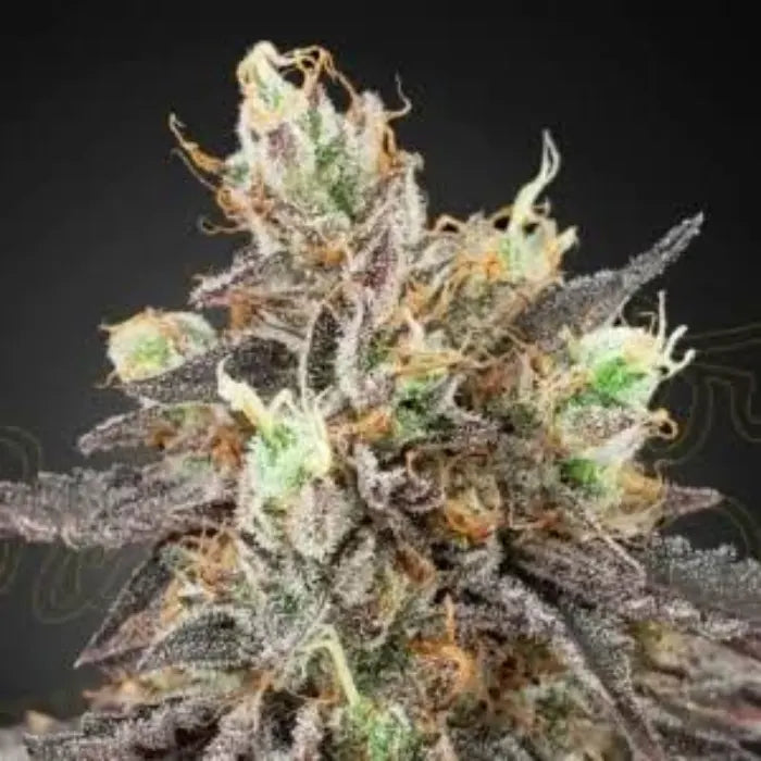 Gelato Cannabisblüte mit grünen und violetten Blättern, orangen Härchen und weißen Harzdrüsen vor dunklem Hintergrund, Sortenbild zu Euphoria Gelato