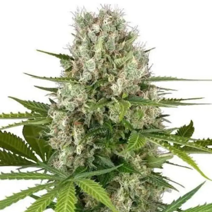 Jack Herer Cannabisblüte mit hellgrünen Blättern und dichten weißen Harzdrüsen, Sortenbild zu Euphoria Jack Herer