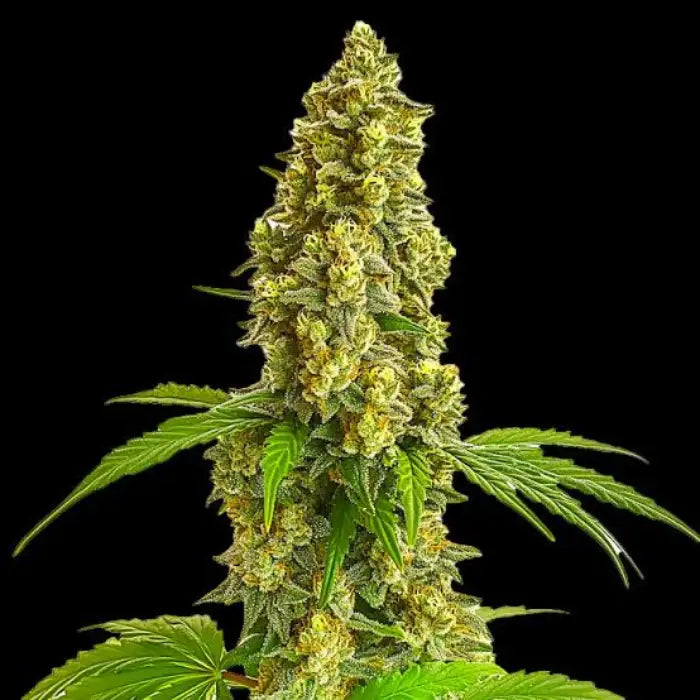 Lemon Haze Cannabisblüte mit hellgrünen Blättern, gelben Härchen und dichten Harzdrüsen vor schwarzem Hintergrund, Sortenbild zu Euphoria Lemon Haze