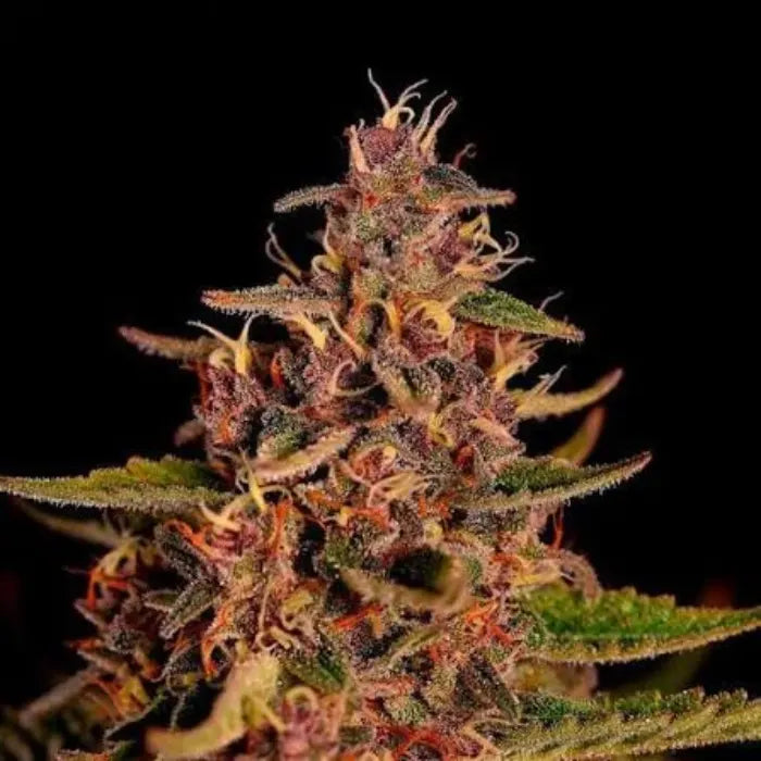 Mimosa Cannabisblüte mit orangen Härchen und violetten Harzdrüsen vor dunklem Hintergrund, Sortenbild zu Euphoria Mimosa