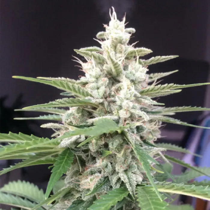 White Widow Cannabispflanze mit mehreren Blüten und weißen Harzdrüsen vor schwarzem Hintergrund, Sortenbild zu Euphoria White Widow