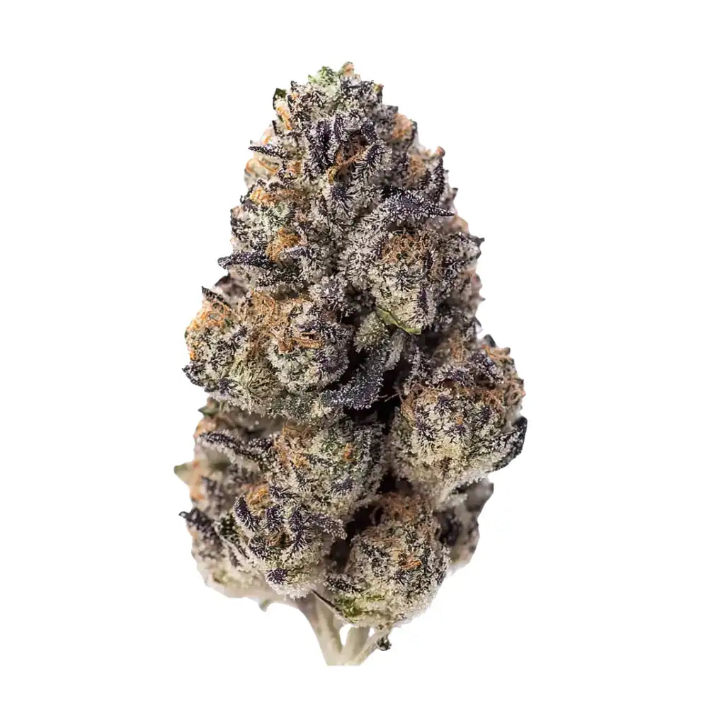 Fast Buds Premium Feminized Cannabis-Blüte Papaya Sherbet, dichten weißen Trichomen und orangen Pistillen