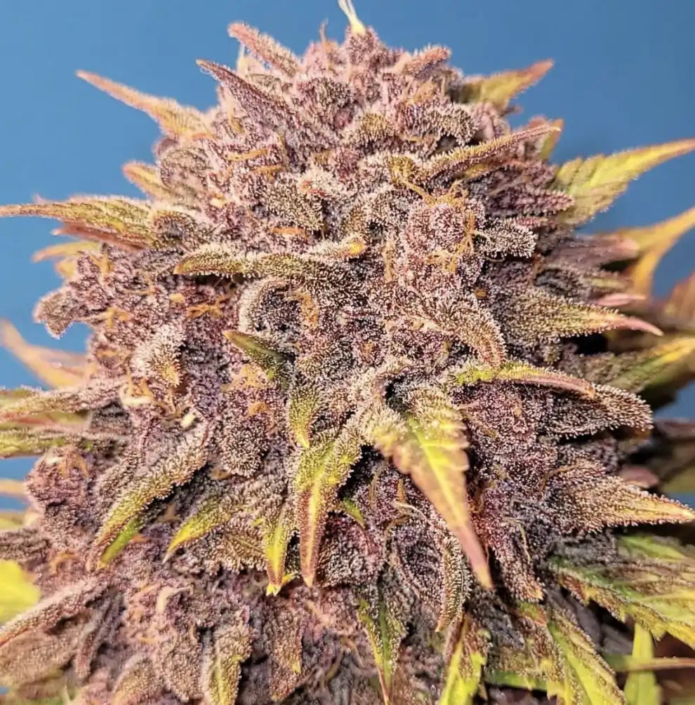 Purple Lemonade Auto Bud Nahaufnahme - dichte violette Buds mit rosa Trichomen und Harzbesatz vor blauem Hintergrund