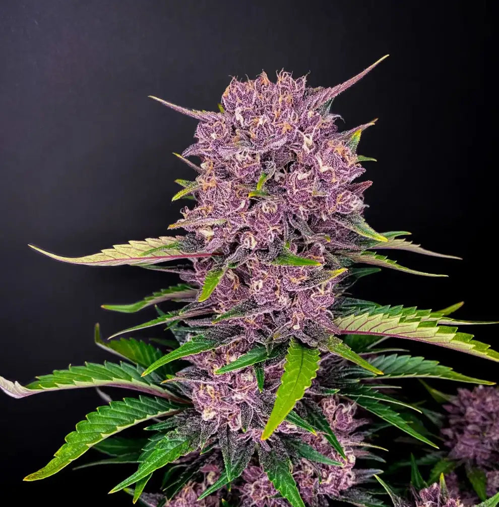 Purple Lemonade Auto Cannabis Blüte - spektakuläre violette Buds mit hellgrünen Zuckerblättern und orangefarbenen Stempeln, FastBuds Autoflower